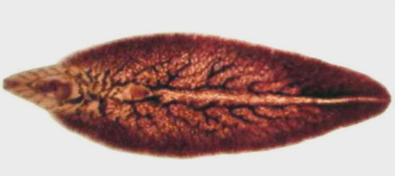 Pagpundok sa bacon